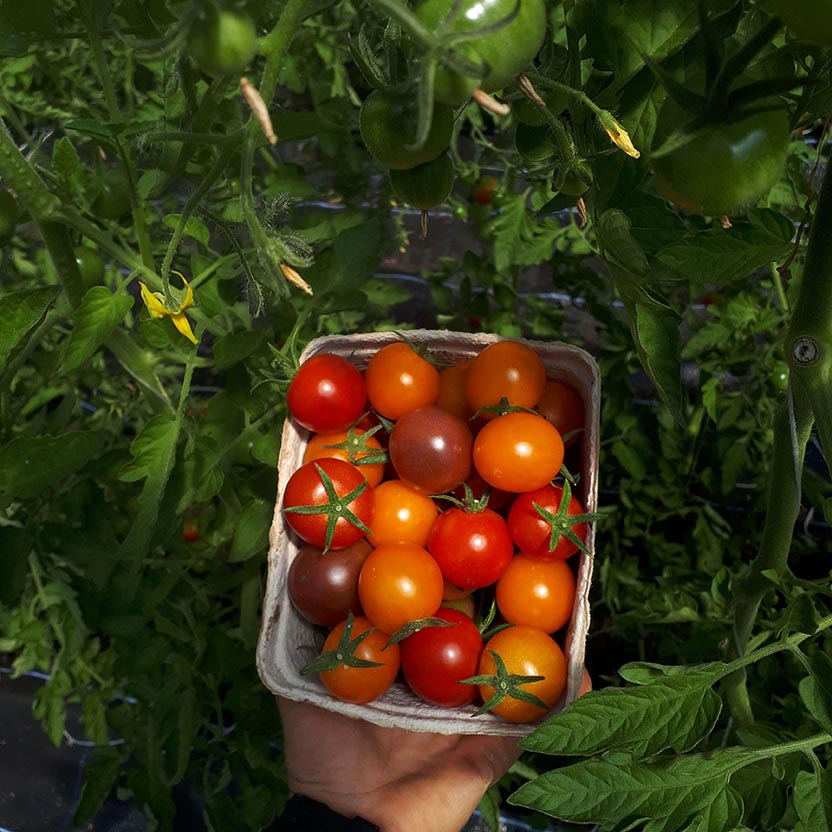 Image Article Tomater Groentsager Mad